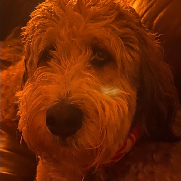 Meet your Posher, Neil - Picture 1 of 1